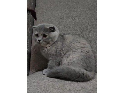 Uygun koca kafalı scottish fold yavruları