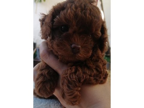 Teddy face toy poodle
