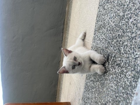 Erkek ve dişi karışık kendi kedilerim