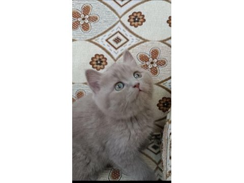 British shorthair yavrumuz