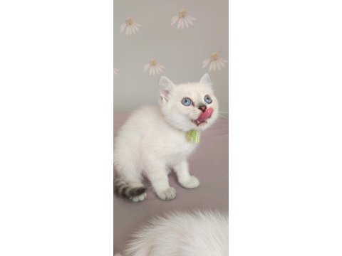 Bursa scottish straight shorthair old eyes bebekler