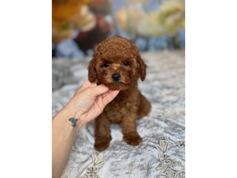 Efsane toy poodle yavruları 