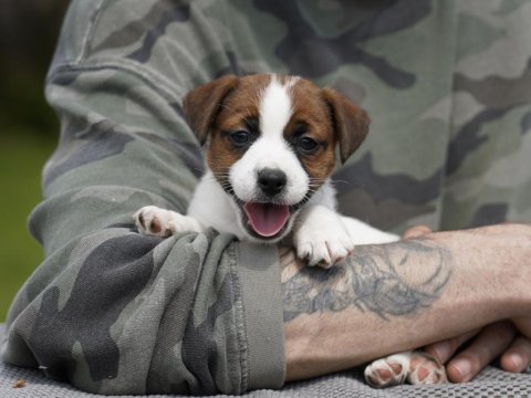 Fcı şecereli safkan jack russell terrier yavru