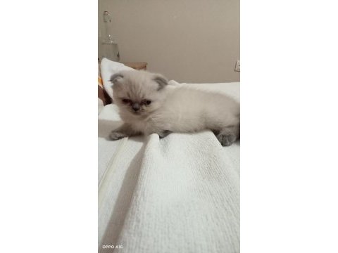 2 ayini doldurmuş yavrularımız scottish fold