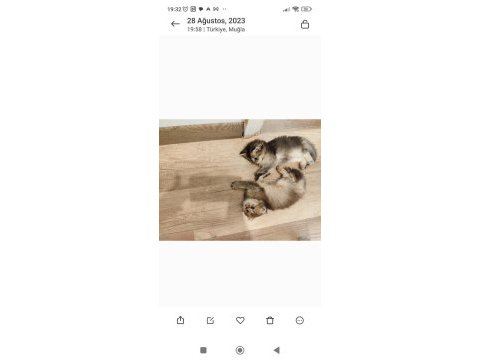 Scottish fold yavrularımızı sahiplendiriyoruz