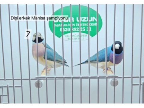 Her renk iri jumbo gouldian finch (gökkuşağı ispinozu)