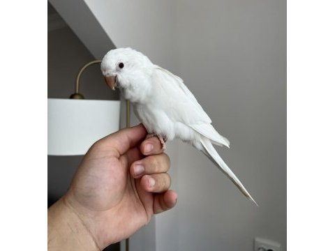Albino kırmızı göz monk bebek