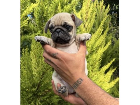 Mini pug yavrumuz