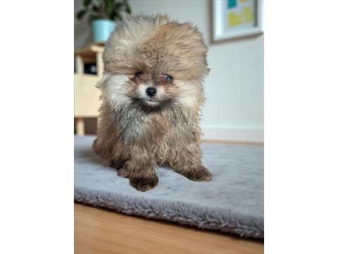 Pomeranian boo yavrular