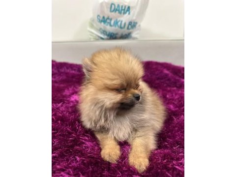 Irk garantılı tea cup pomeranian