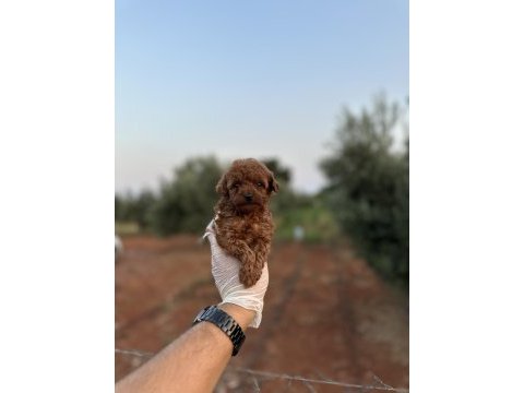 Sağlık ve ırk garantili toy poodle yavrularımız 