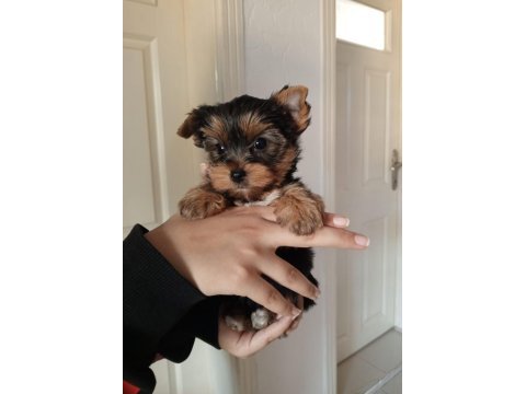 Yorkshire terrier