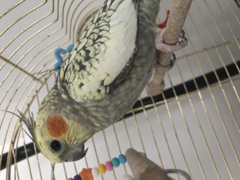 Dişi pearl sultan papağanı