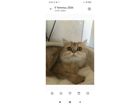 Ücretsiz sahiplendirme kedimiz