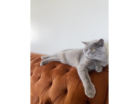 Yakışıklı british shorthair oğlumuza yuva arıyoruz