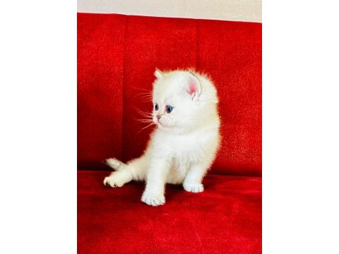 British shorthair ve longhair yavrular
