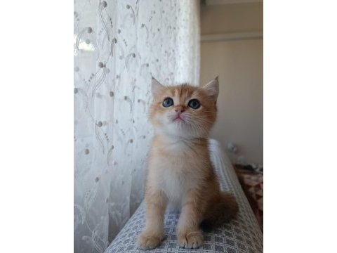 Golden bebekler british shorthair