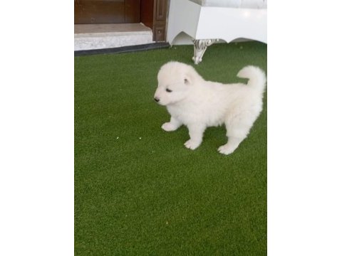 Samoyed yavruları orijinal safkan