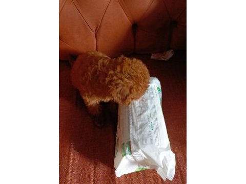 Teacup poodle