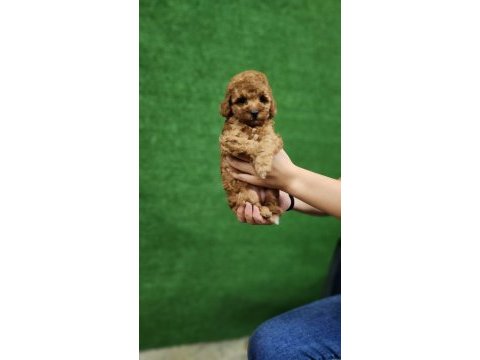 Toy poodle 1 dişi ve 1 erkek