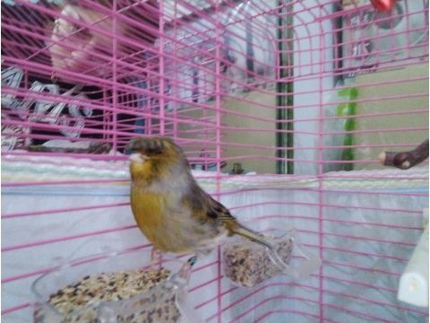 Gloster kanarya