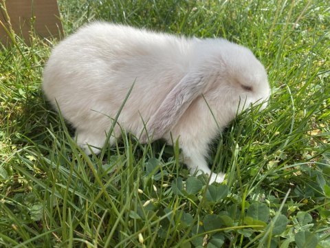 Mini lop tavşan