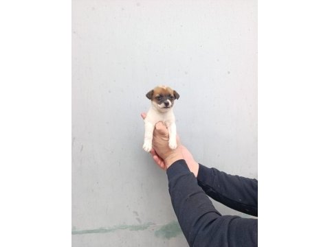 A kalite jack russell bebekler