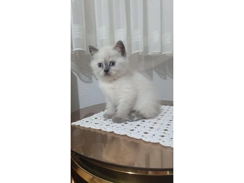 Sadece aileye british shorthair