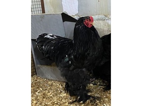 Black brahma kuluçkalık yumurta & civciv