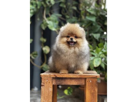 Mersin pomeranian boo yavru