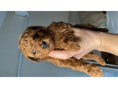 Dişi koyu renk poodle
