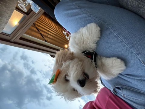 İnsan canlısı köpeğimiz max