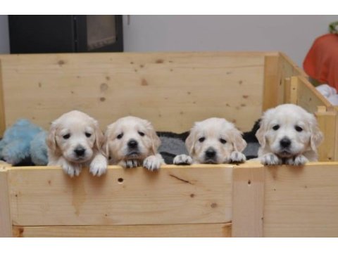 Golden retriever yavruları