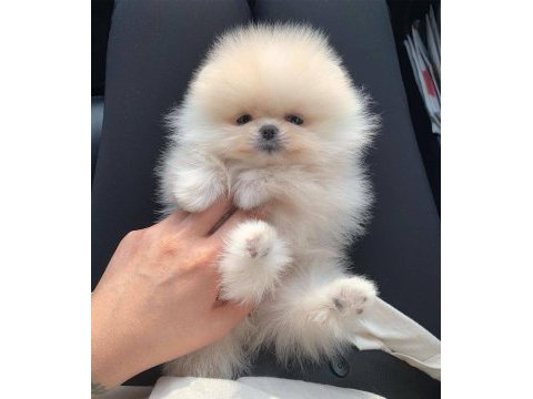 Pomeranian bebeklerimiz kg garantili