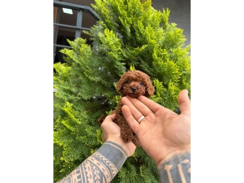Toy poodle yavrularımız ırk ve saglık garantili