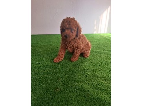 Poodle bebeklerimiz yeni ailelerine gitmeye hazırlar