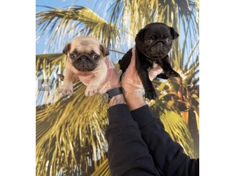 Irk ve sağlık garantili pug resmi işletmeden
