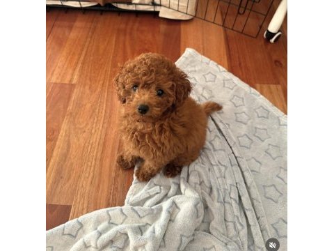 Toy poodle cinsi yavru