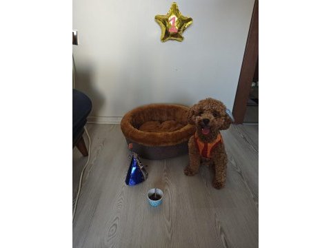 1.5 aylık orj toy poodle yavruları