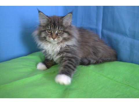 İlloai ve arthur eşleşmesi son iki kız şecereli maine coon