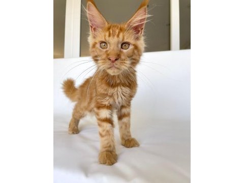 Safkan xl mainecoon red 