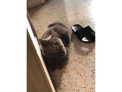 British longhair oğlumuzu acil sahiplendiriyoruz