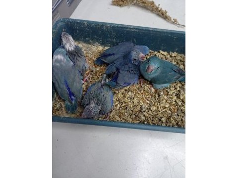 Forpus yeme düşecek papağan yavruları