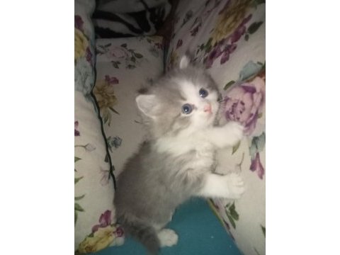 Yavru british longhair