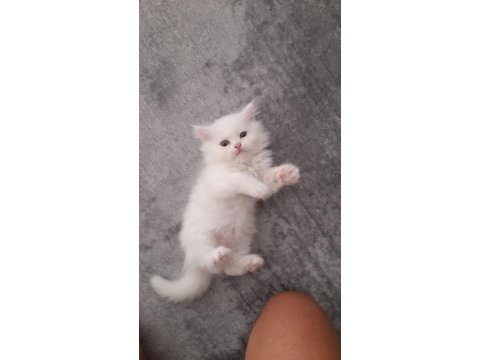 Duygularınızı değiştirecek chinchilla bebişlerim