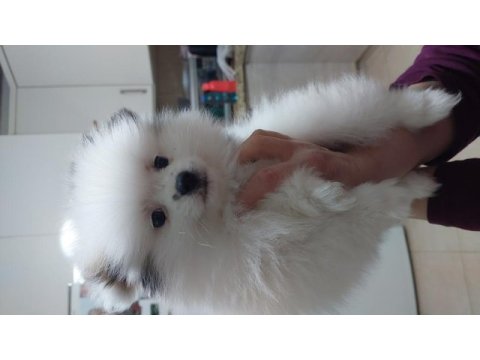 2 aylık erkek pomeranian boo