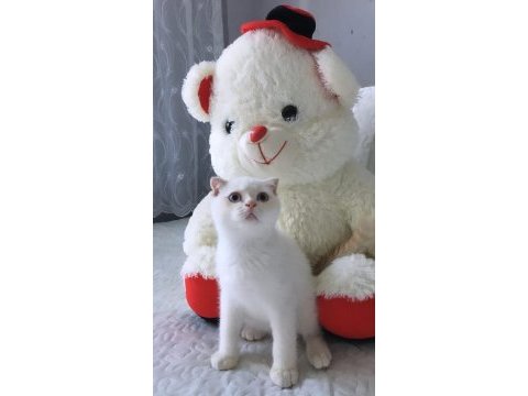 Safkan scottish fold beyaz
