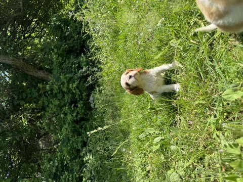 Anne altından cavalier king charles