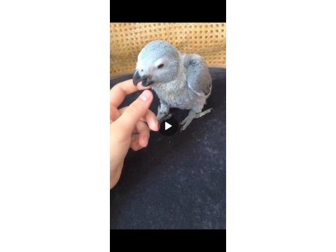 El besleme jako papağanı