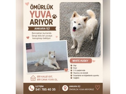 Husky ankara içi acil yuva arıyorum